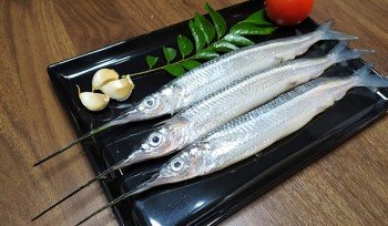 Gar Fish / Pipe Fish / Kolaan / Konti / الخرمان سمك