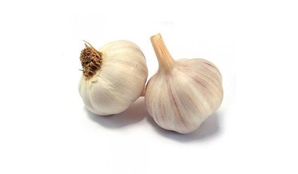 Garlic -India